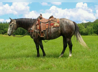 American Quarter Horse, Wallach, 5 Jahre, 152 cm, Schimmel