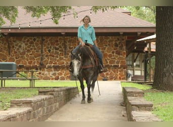 American Quarter Horse, Wallach, 5 Jahre, 152 cm, Schimmel
