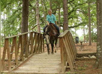 American Quarter Horse, Wallach, 5 Jahre, 152 cm, Schimmel
