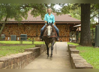 American Quarter Horse, Wallach, 5 Jahre, 152 cm, Schimmel