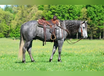 American Quarter Horse, Wallach, 5 Jahre, 152 cm, Schimmel