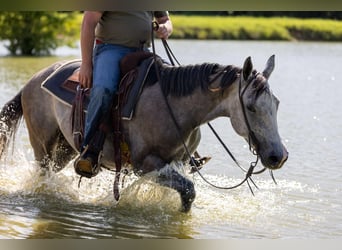 American Quarter Horse, Wallach, 5 Jahre, 152 cm, Schimmel