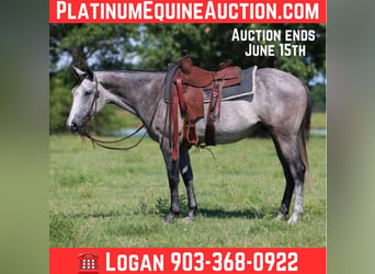 American Quarter Horse, Wallach, 5 Jahre, 152 cm, Schimmel