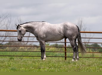 American Quarter Horse, Wallach, 5 Jahre, 152 cm, Schimmel