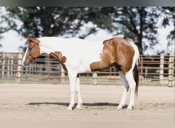 American Quarter Horse, Wallach, 5 Jahre, 152 cm, Tobiano-alle-Farben