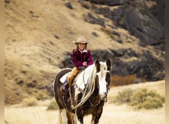 American Quarter Horse, Wallach, 5 Jahre, 152 cm, Tobiano-alle-Farben