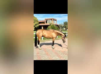 American Quarter Horse, Wallach, 5 Jahre, 153 cm, Buckskin