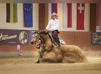 American Quarter Horse, Wallach, 5 Jahre, 153 cm, Buckskin