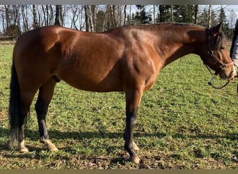 American Quarter Horse, Wallach, 5 Jahre, 153 cm, Rotbrauner