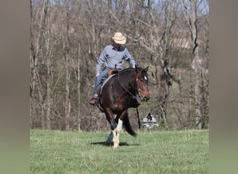 American Quarter Horse, Wallach, 5 Jahre, 153 cm, Tobiano-alle-Farben
