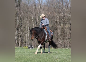 American Quarter Horse, Wallach, 5 Jahre, 153 cm, Tobiano-alle-Farben