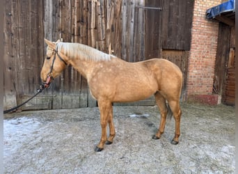 American Quarter Horse, Wallach, 5 Jahre, 153 cm
