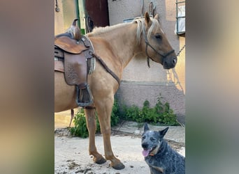 American Quarter Horse, Wallach, 5 Jahre, 153 cm