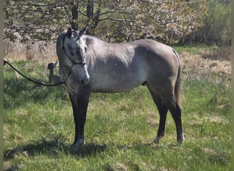 American Quarter Horse, Wallach, 5 Jahre, 154 cm