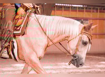 American Quarter Horse, Wallach, 5 Jahre, 154 cm, Palomino