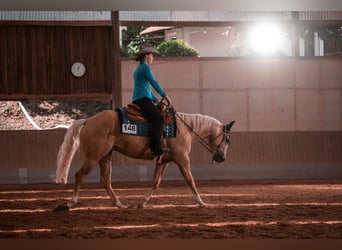American Quarter Horse, Wallach, 5 Jahre, 154 cm, Palomino