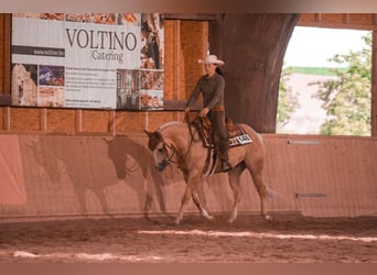 American Quarter Horse, Wallach, 5 Jahre, 154 cm, Palomino