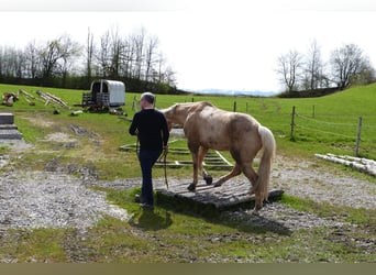 American Quarter Horse, Wallach, 5 Jahre, 154 cm, Palomino