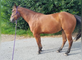American Quarter Horse, Wallach, 5 Jahre, 155 cm, Brauner