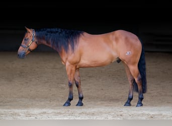 American Quarter Horse, Wallach, 5 Jahre, 155 cm, Brauner
