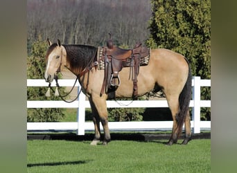 American Quarter Horse, Wallach, 5 Jahre, 155 cm, Buckskin