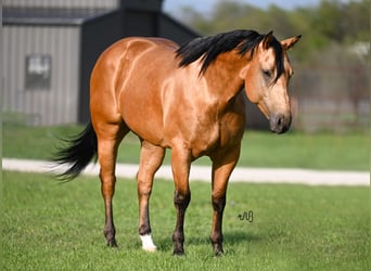 American Quarter Horse, Wallach, 5 Jahre, 155 cm, Buckskin