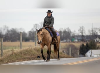 American Quarter Horse, Wallach, 5 Jahre, 155 cm, Buckskin