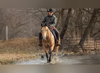 American Quarter Horse, Wallach, 5 Jahre, 155 cm, Buckskin