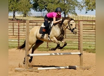 American Quarter Horse, Wallach, 5 Jahre, 155 cm, Buckskin