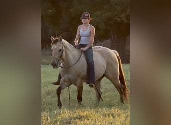 American Quarter Horse, Wallach, 5 Jahre, 155 cm, Buckskin