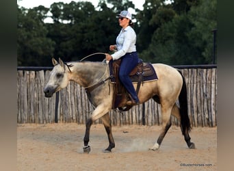 American Quarter Horse, Wallach, 5 Jahre, 155 cm, Buckskin