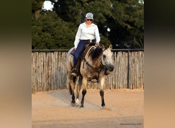 American Quarter Horse, Wallach, 5 Jahre, 155 cm, Buckskin