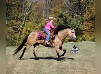 American Quarter Horse, Wallach, 5 Jahre, 155 cm, Buckskin