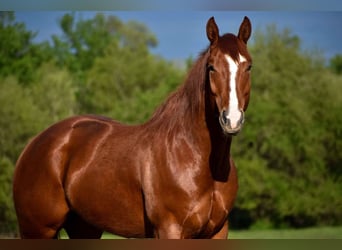American Quarter Horse, Wallach, 5 Jahre, 155 cm, Dunkelfuchs