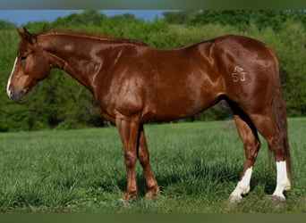 American Quarter Horse, Wallach, 5 Jahre, 155 cm, Dunkelfuchs