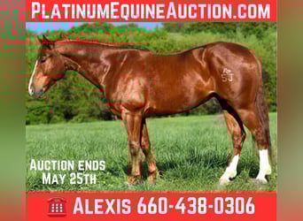 American Quarter Horse, Wallach, 5 Jahre, 155 cm, Dunkelfuchs