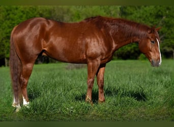 American Quarter Horse, Wallach, 5 Jahre, 155 cm, Dunkelfuchs