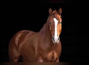 American Quarter Horse, Wallach, 5 Jahre, 155 cm, Dunkelfuchs