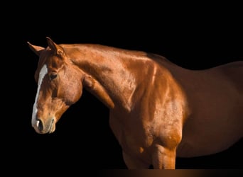 American Quarter Horse, Wallach, 5 Jahre, 155 cm, Dunkelfuchs