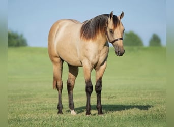 American Quarter Horse, Wallach, 5 Jahre, 155 cm, Falbe