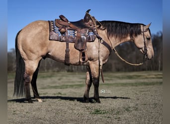 American Quarter Horse, Wallach, 5 Jahre, 155 cm, Falbe