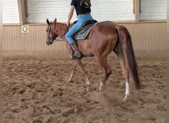 American Quarter Horse, Wallach, 5 Jahre, 155 cm, Fuchs