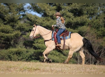 American Quarter Horse, Wallach, 5 Jahre, 155 cm, Palomino
