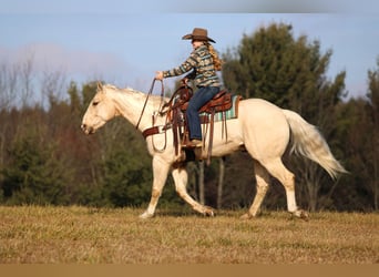 American Quarter Horse, Wallach, 5 Jahre, 155 cm, Palomino