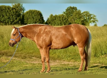 American Quarter Horse, Wallach, 5 Jahre, 155 cm, Palomino