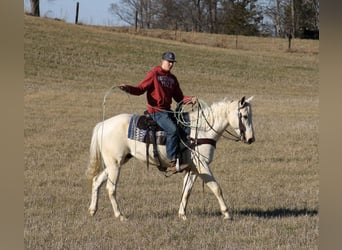 American Quarter Horse, Wallach, 5 Jahre, 155 cm, Palomino
