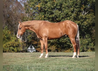 American Quarter Horse, Wallach, 5 Jahre, 155 cm, Palomino