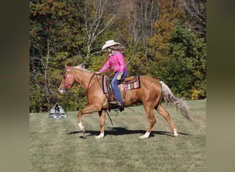 American Quarter Horse, Wallach, 5 Jahre, 155 cm, Palomino