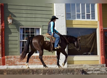 American Quarter Horse, Wallach, 5 Jahre, 155 cm, Rappe