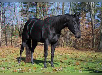 American Quarter Horse, Wallach, 5 Jahre, 155 cm, Rappe
